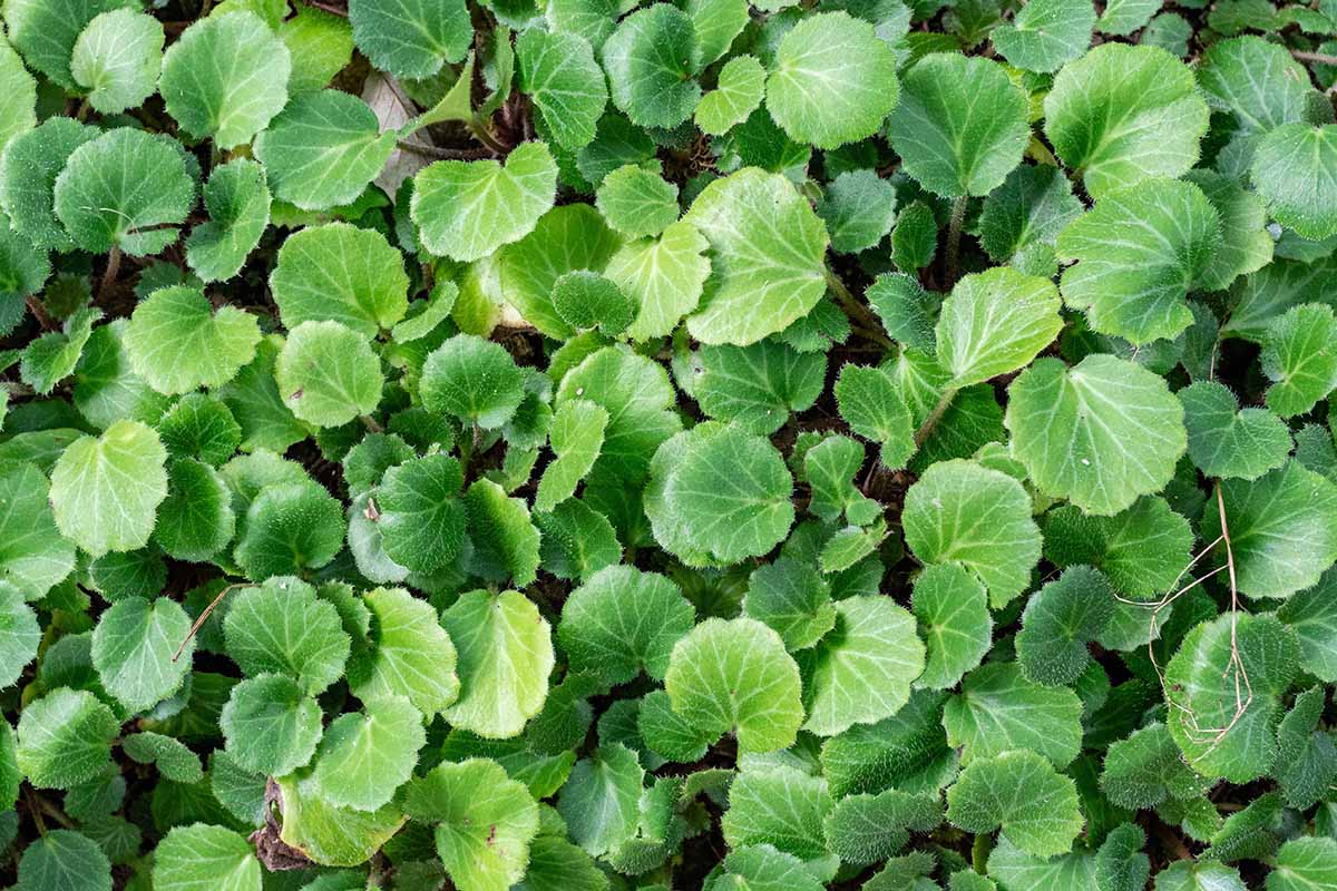 An overhead horizontal shot leafy green strawberry begonias growing as a ground cover outdoors.
