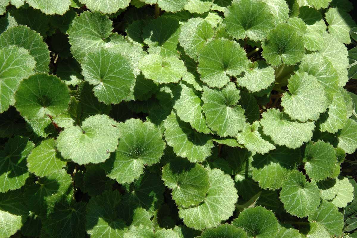 A horizontal shot of the sun-kissed tops of green Saxifraga stolonifera leaves growing outdoors.