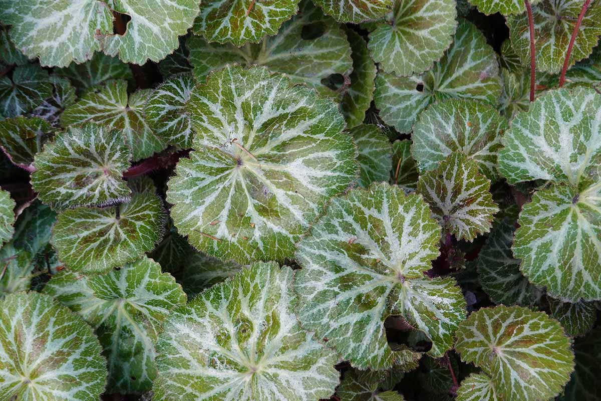 A horizontal overhead image of the scalloped leaves of strawberry geranium plants growing in a cluster outdoors.