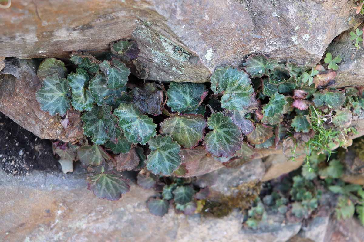 A horizontal image from overhead of a bunch of Saxifraga stolonifera plants growing on an outcropping of rusty brown stone outdoors.