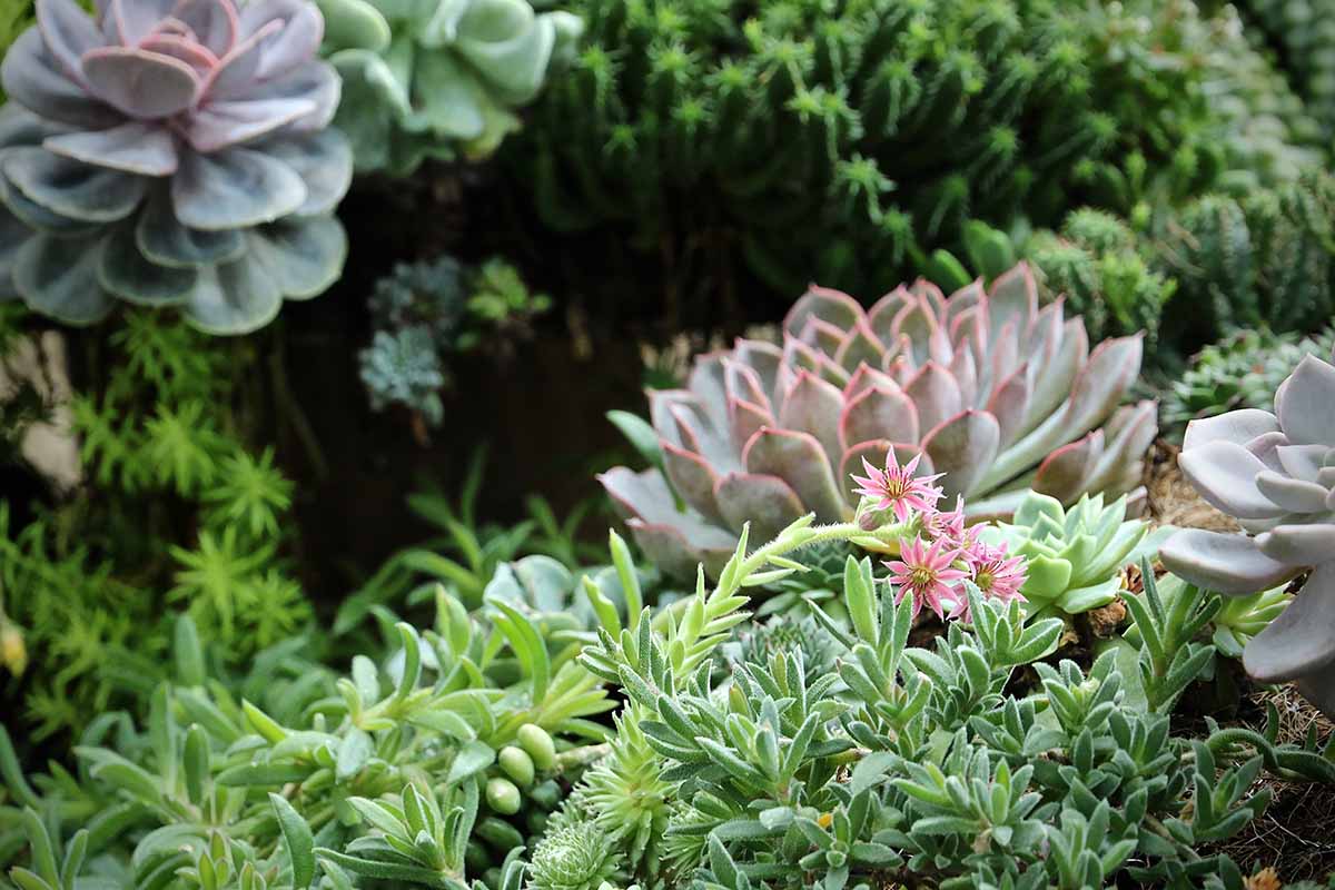 A close up horizontal image of a succulent garden outdoors with a variety of different species.