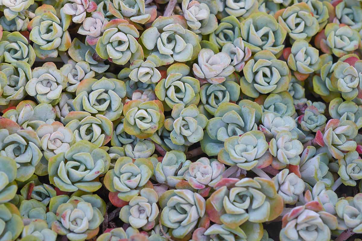 A close up horizontal image of succulent plants growing en masse in the garden.