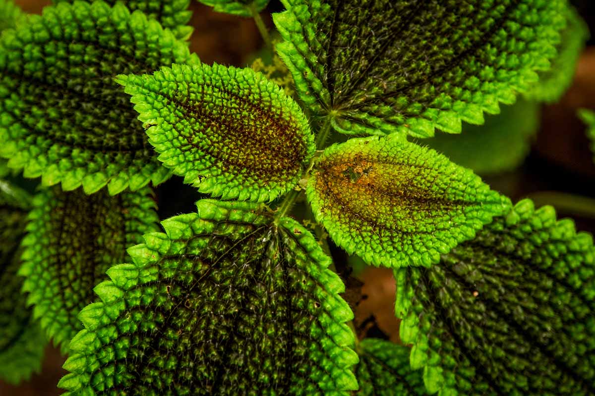 A horizontal image of the green and black leaves of a Pilea involucrata specimen, taken from overhead.