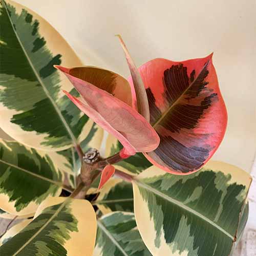 A square shot of a Tineke variegated rubber tree. Two new, red framed leaves are growing out of the center of the plant.