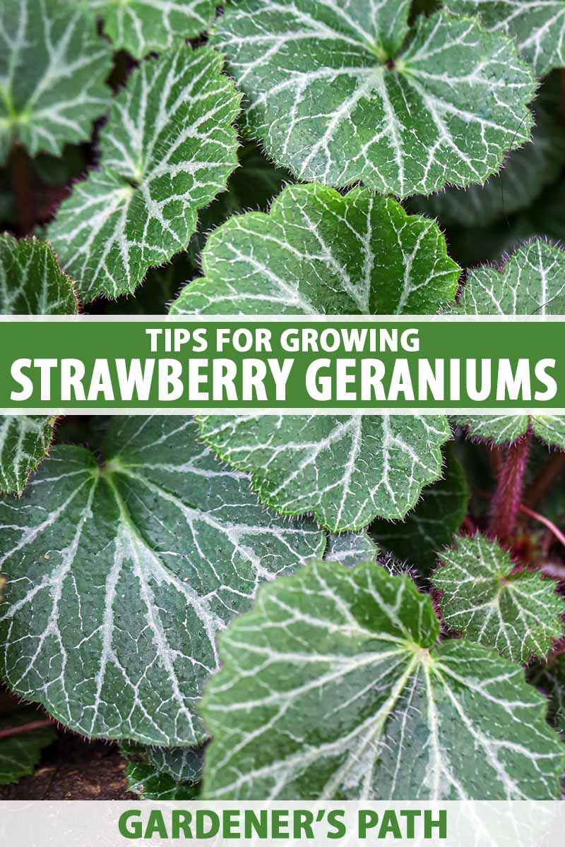 A vertical image of the hairy, green-and-silver leaves and red stems of a strawberry geranium (Saxifraga stolonifera) plant. There's also green and white text in the middle and at the bottom of the image.