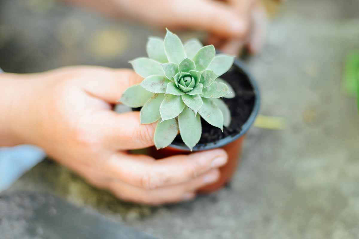 A close up horizontal image of a gardener's hands removing a small succulent plant from its pot for transplanting out into the garden.