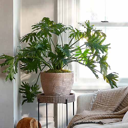 A square image of a tree philodendron in the corner of a living room in a decorative pot.