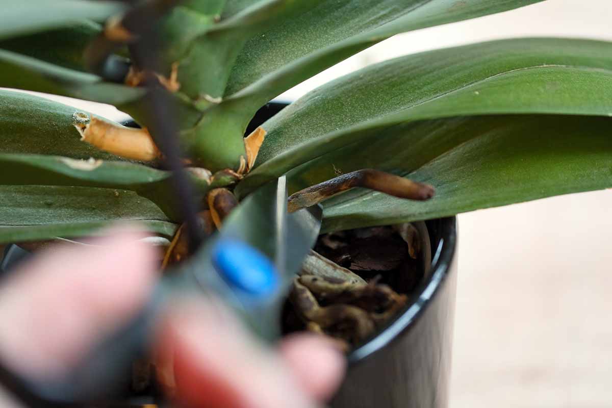 A close up horizontal image of a hand from the bottom of the frame trimming aerial roots from an orchid growing in a black pot.