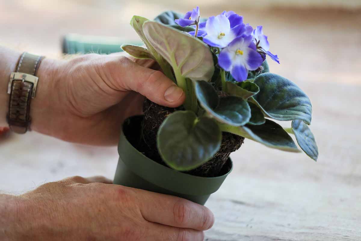 A close up horizontal image of two hands from the left of the frame lifting an African violet plant out of a small nursery pot.