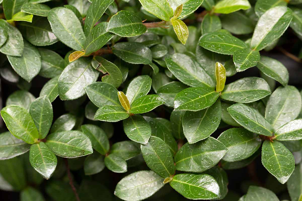 A horizontal close up of Vaccinium fig foliage with green veined foliage.