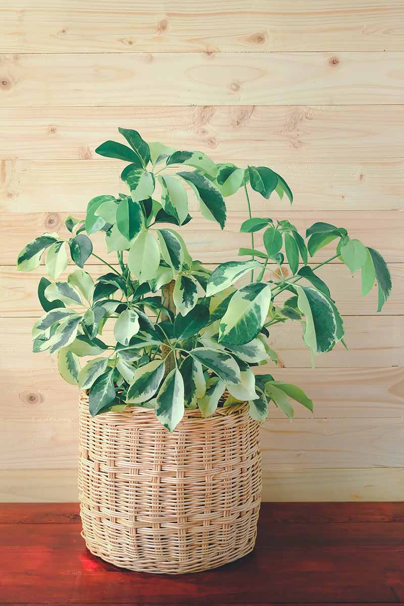A vertical shot of a variegated octopus umbrella tree in a wicker pot against a wooden slated background.