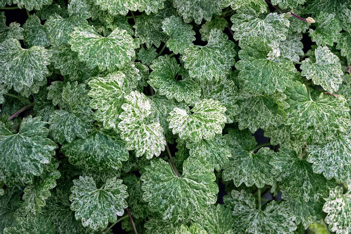 A horizontal shot from overhead of green strawberry geranium leaves with white variegation.