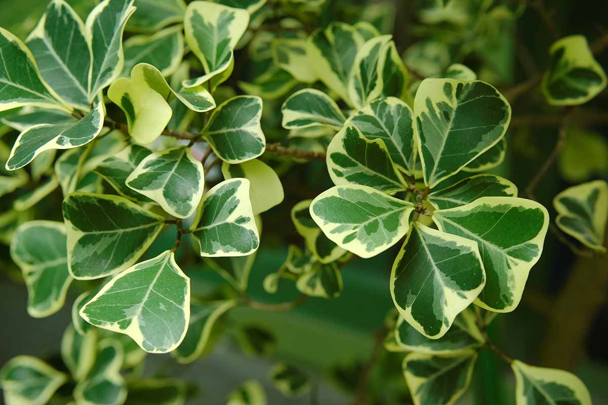 A horizontal close up of variegated triangular ficus with triangle shaped green leaves that are outlined in a light green.