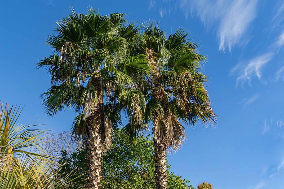 A close up horizontal image of two Washingtonia robusta aka Mexican fan palms growing in the garden pictured in bright sunshine on a blue sky background.