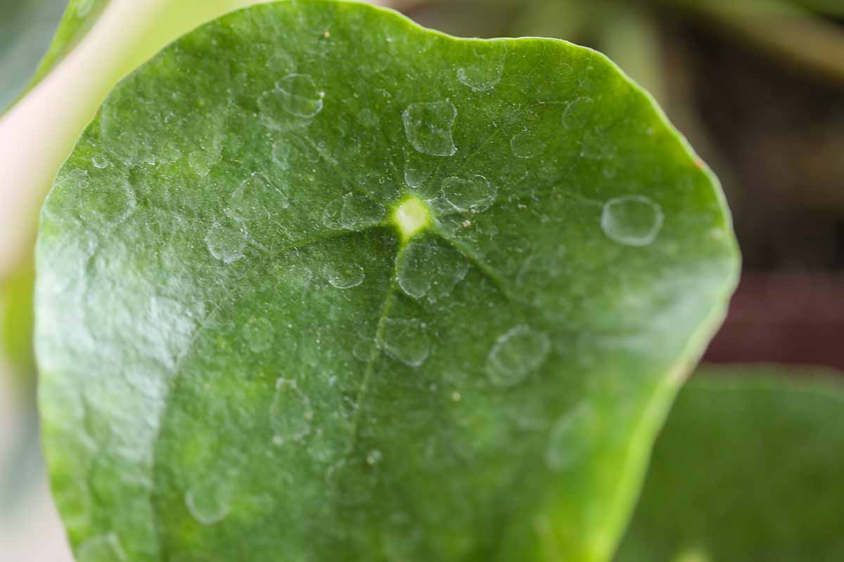 A close up horizontal image of a pilea leaf with water damage evident on the surface.