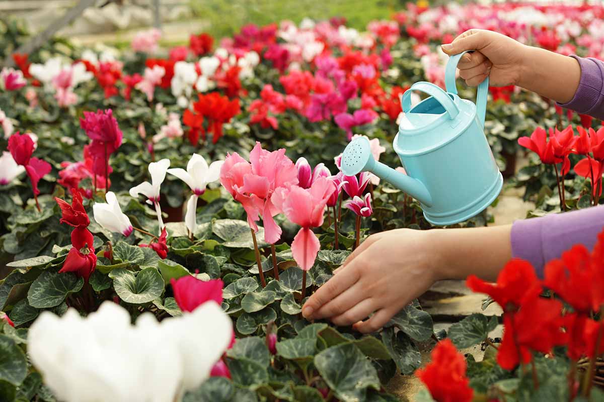 A close up horizontal image of a gardener watering potted cyclamen plants at a garden center.