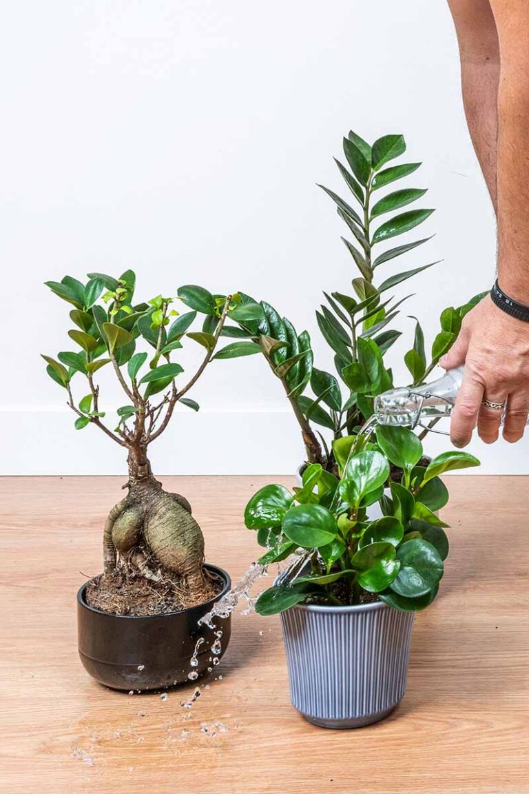 How to Grow and Care For Ficus Plants | Gardener’s Path