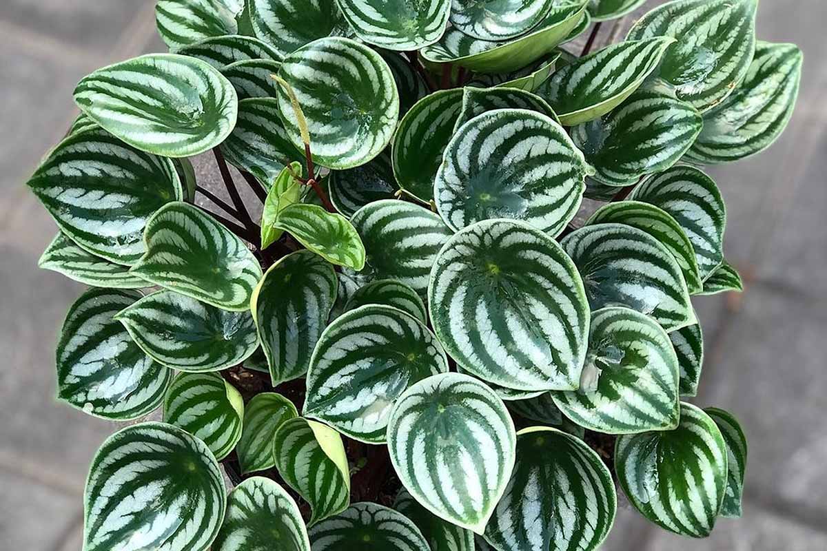 A close up horizontal image of a watermelon peperomia houseplant growing in a container.