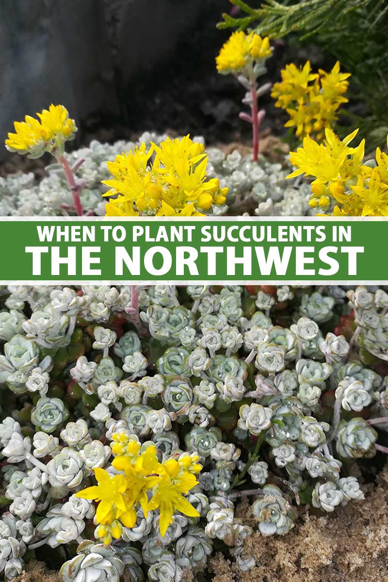 A close up vertical image of succulent plants with bright yellow flowers growing in a rocky garden in the northwest. To the center and bottom of the frame is green and white printed text.