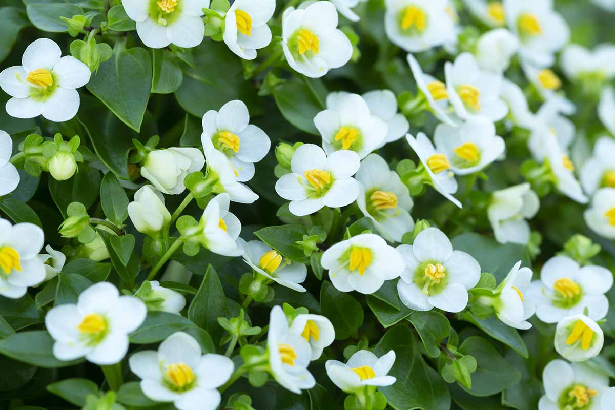 A close up horizontal image of white Persian violets growing in a pot outdoors.