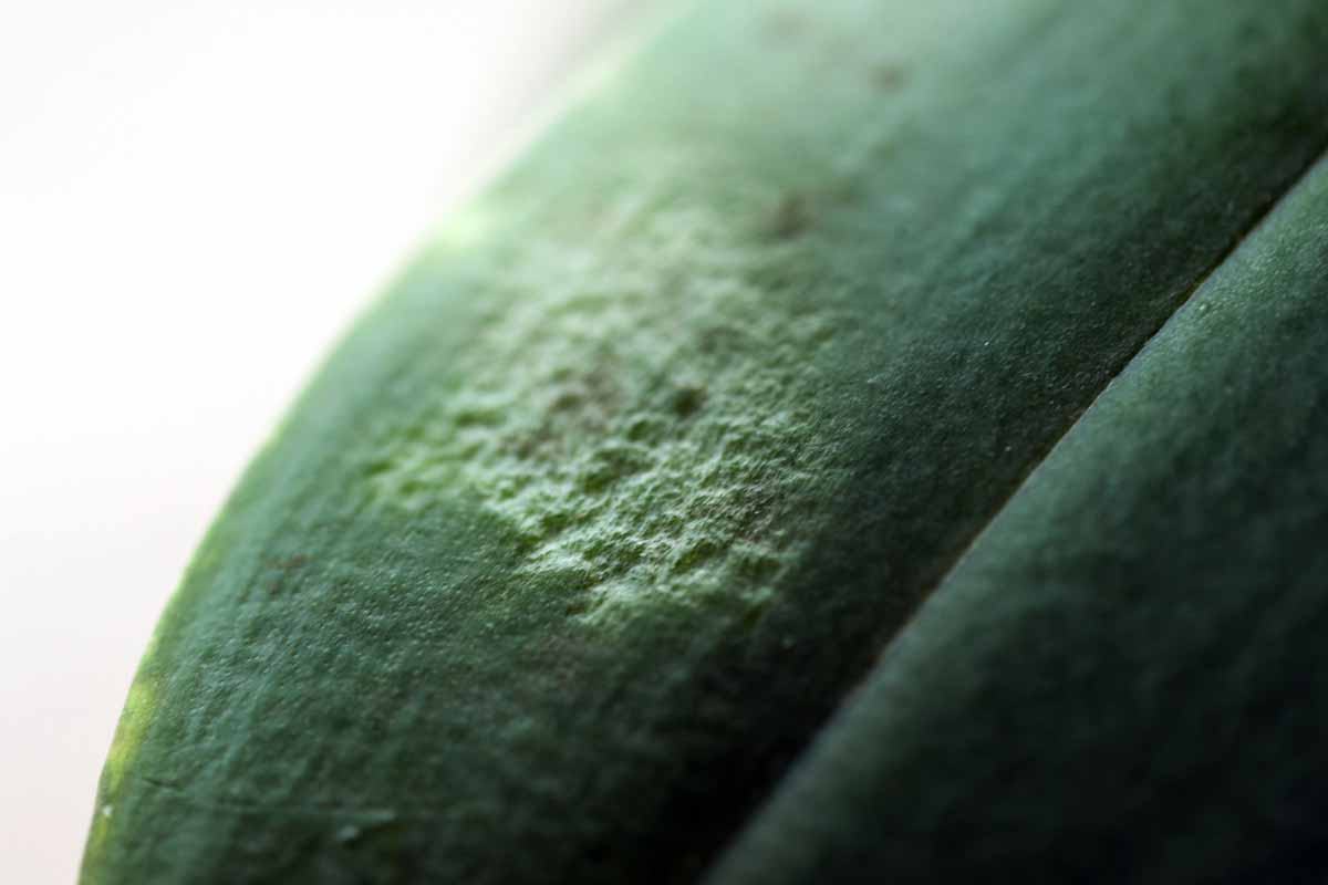 A close up horizontal image of a wrinkled section of leaf on a houseplant.
