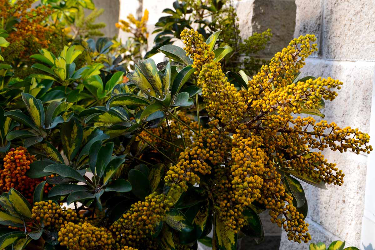 A horizontal selective focus of the yellow seed fruits on a Schefflera arboricola, or umbrella tree.