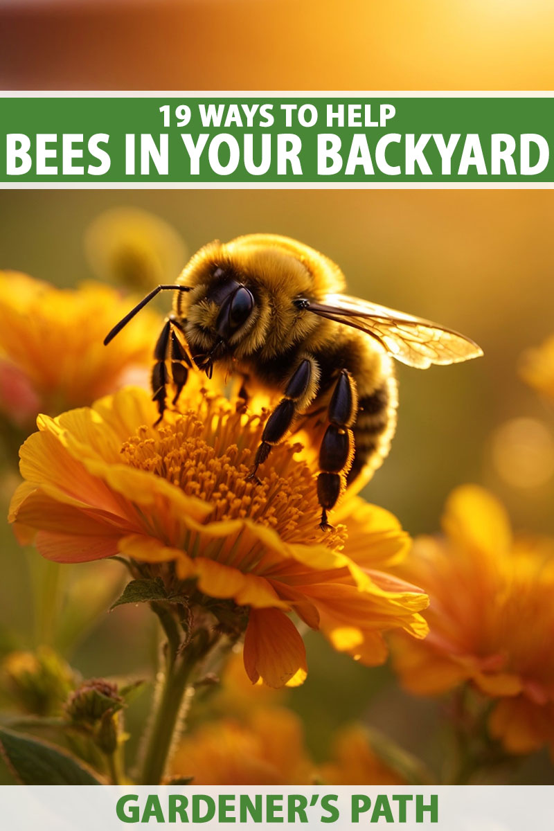 A close up vertical image of a bee on a flower pictured in evening sunshine on a soft focus background. To the top and bottom of the frame is green and white printed text.