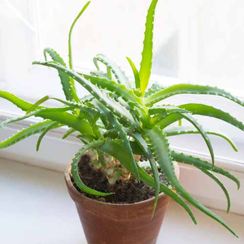 A square product photo of an aloe vera in a terra cotta pot in front of a brightly lit window.