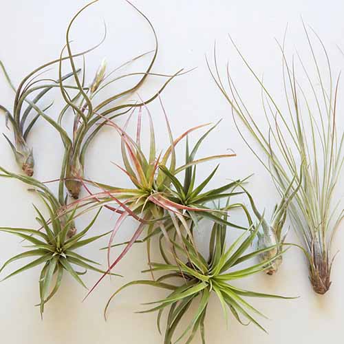A square product photo of assorted air plants on a white background.