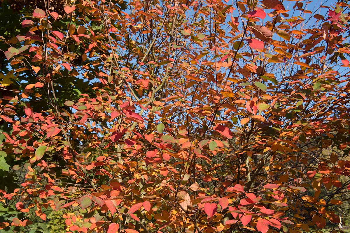A horizontal photo of autumnal colors on a common serviceberry tree.