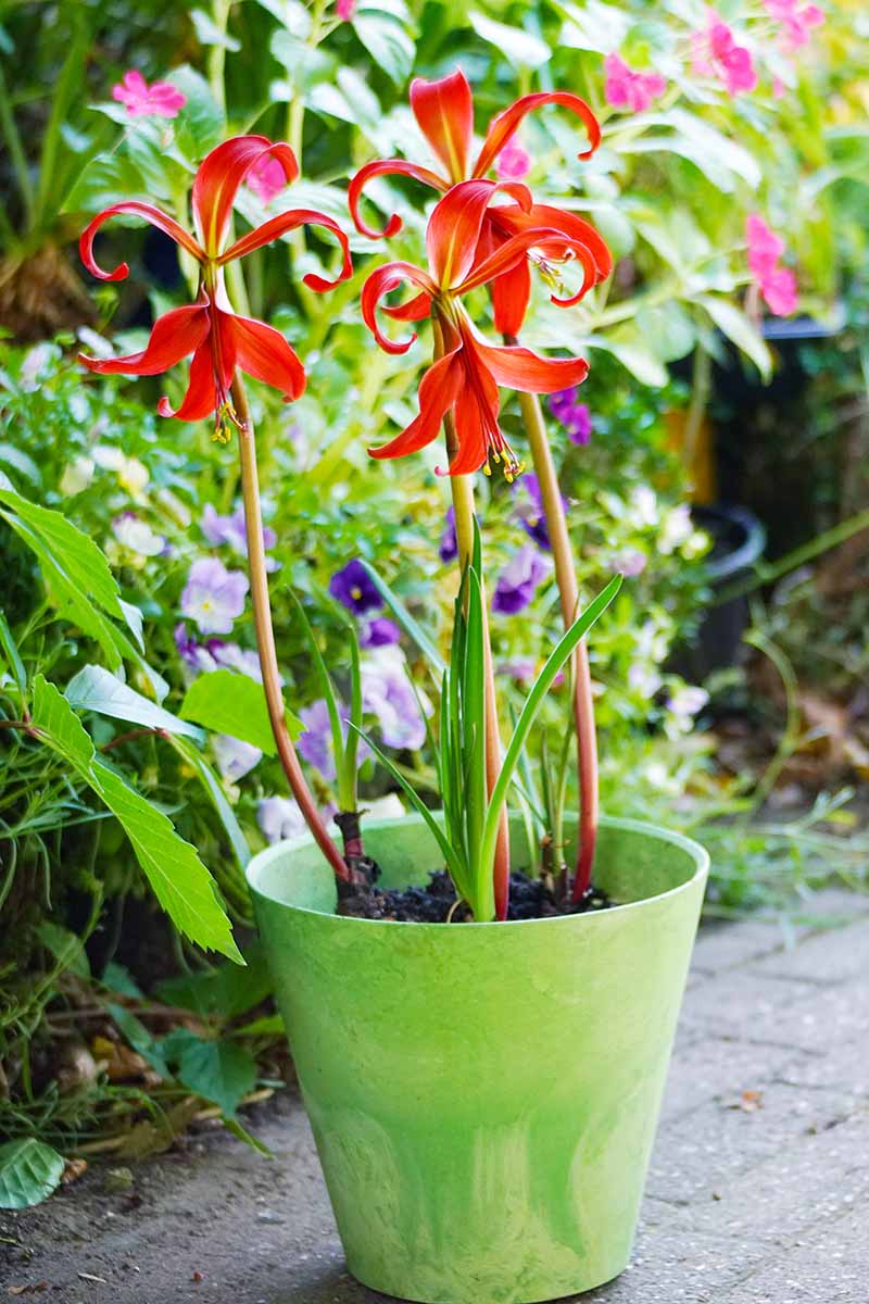 A vertical shot of three Aztec lily blooms growing in a green pot on gray brick in front of lush flowers outdoors.