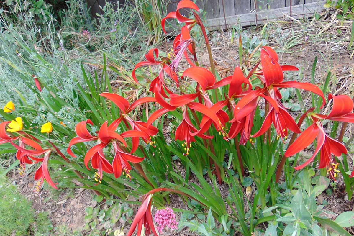A horizontal, near-overhead shot of red Aztec lily (Sprekelia formosissima) flowers glowing on a hill of low-growing plants outdoors, all in front of a brown fence.