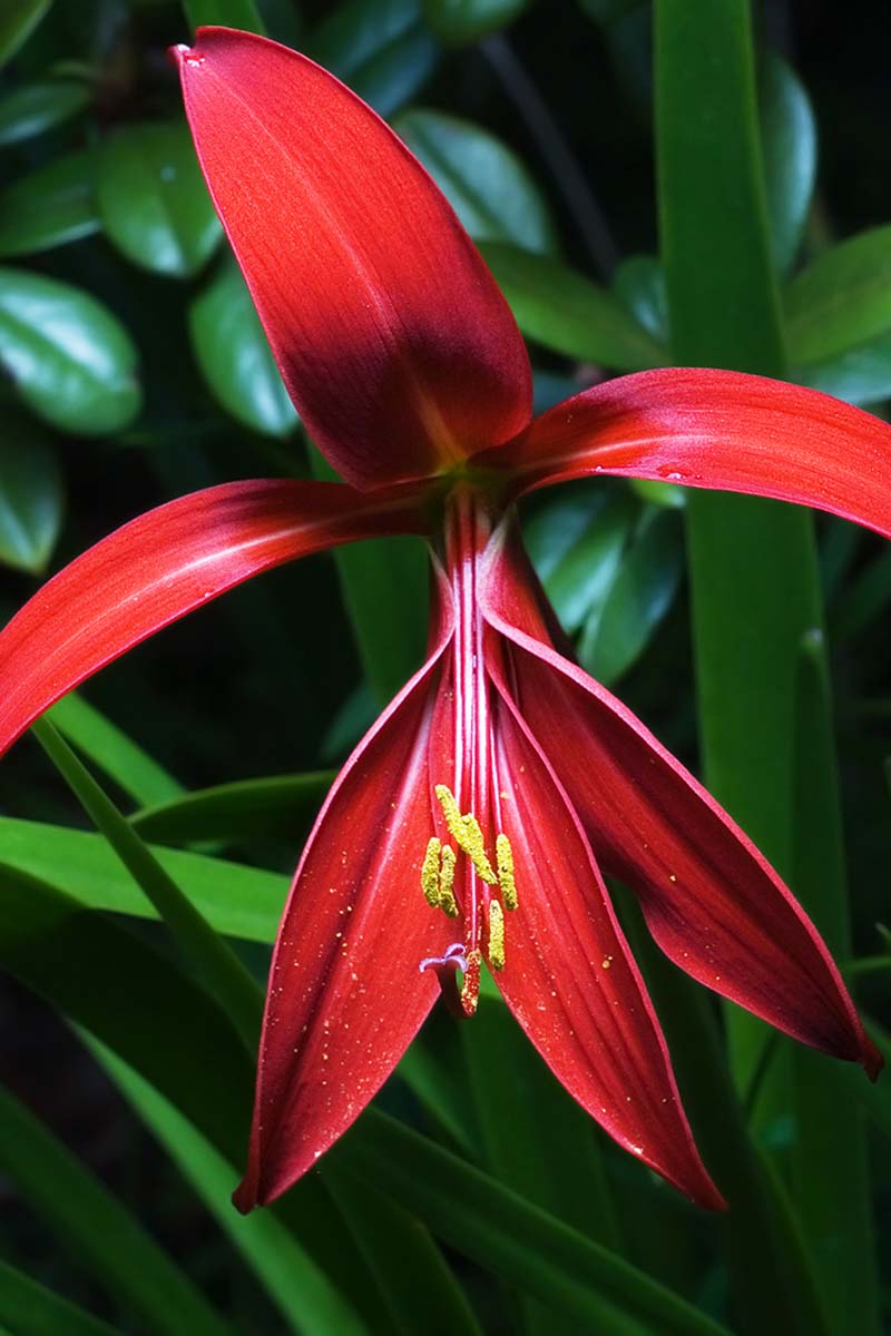 A closeup, vertical image of an Aztec lily's red petals growing among shaded green leaves outdoors.