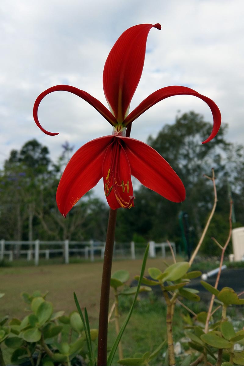 A vertical shot of a single Sprekelia formosissima bloom growing outdoors, with farmland, a horse paddock, and trees in the background.