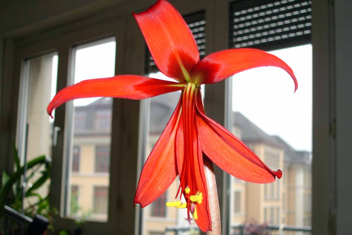 A horizontal close-up of a red Aztec lily bloom growing indoors.