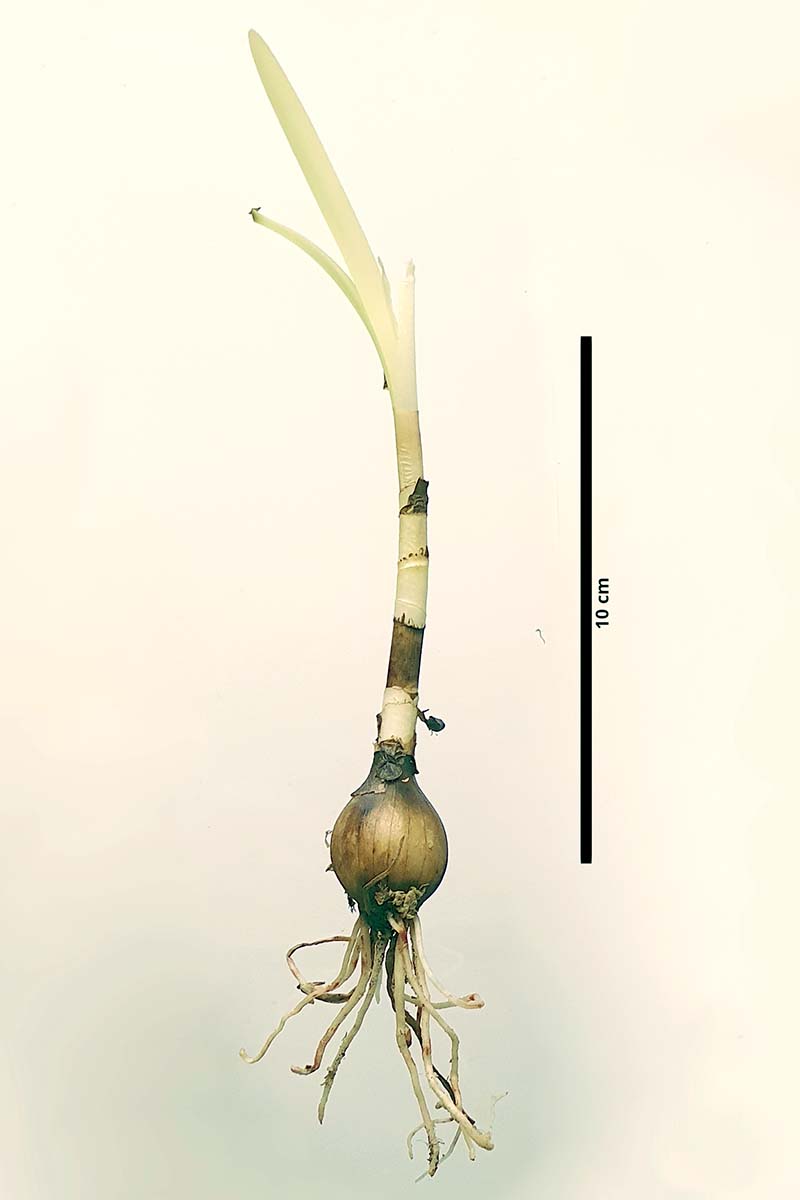 A vertical image of a sprouted Aztec lily (Sprekelia formosissima) bulb laid out against a white background, with a 10 cm black line next to it for a measurement reference.