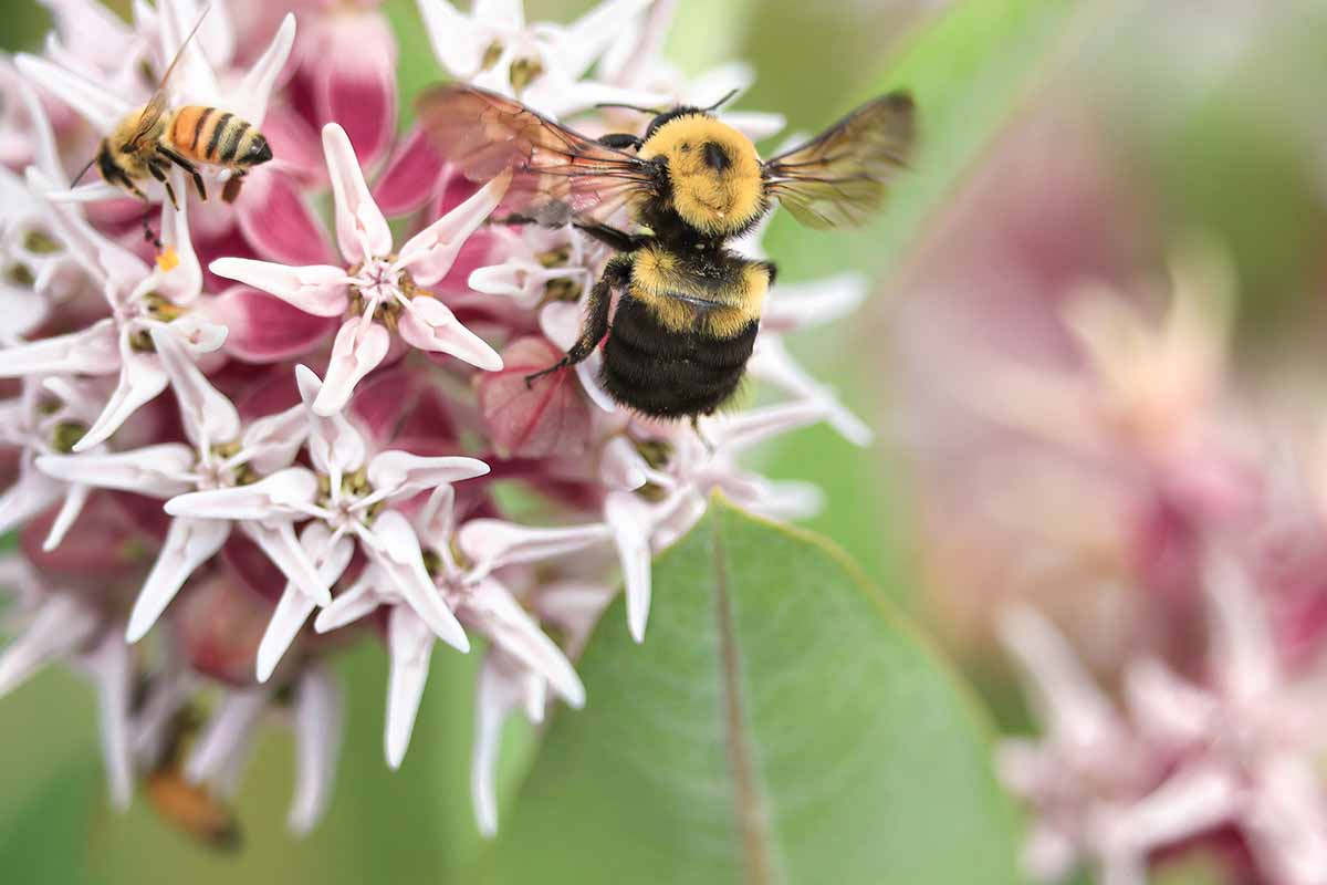 A close up horizontal image of bees feeding from milkweed blossoms, pictured on a soft focus background.