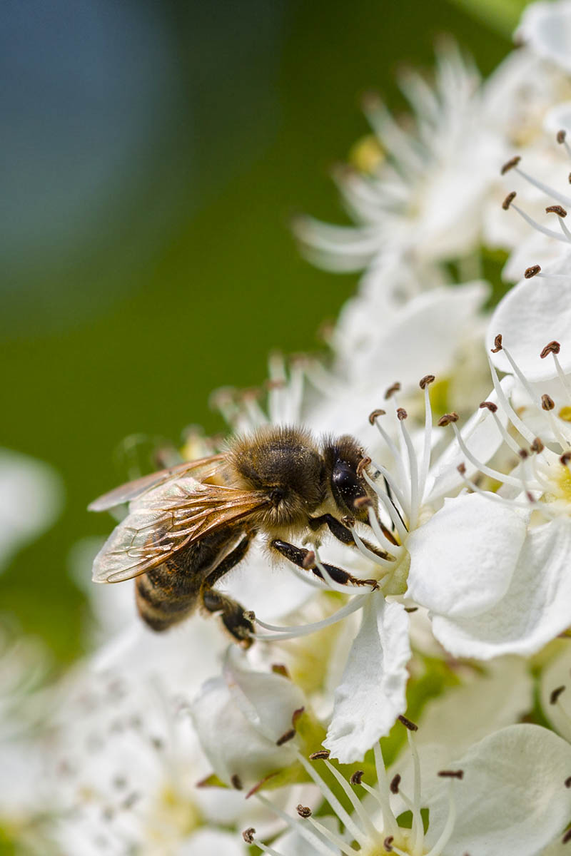 A close up vertical image of a bee on a flower blossom pictured on a soft focus background.