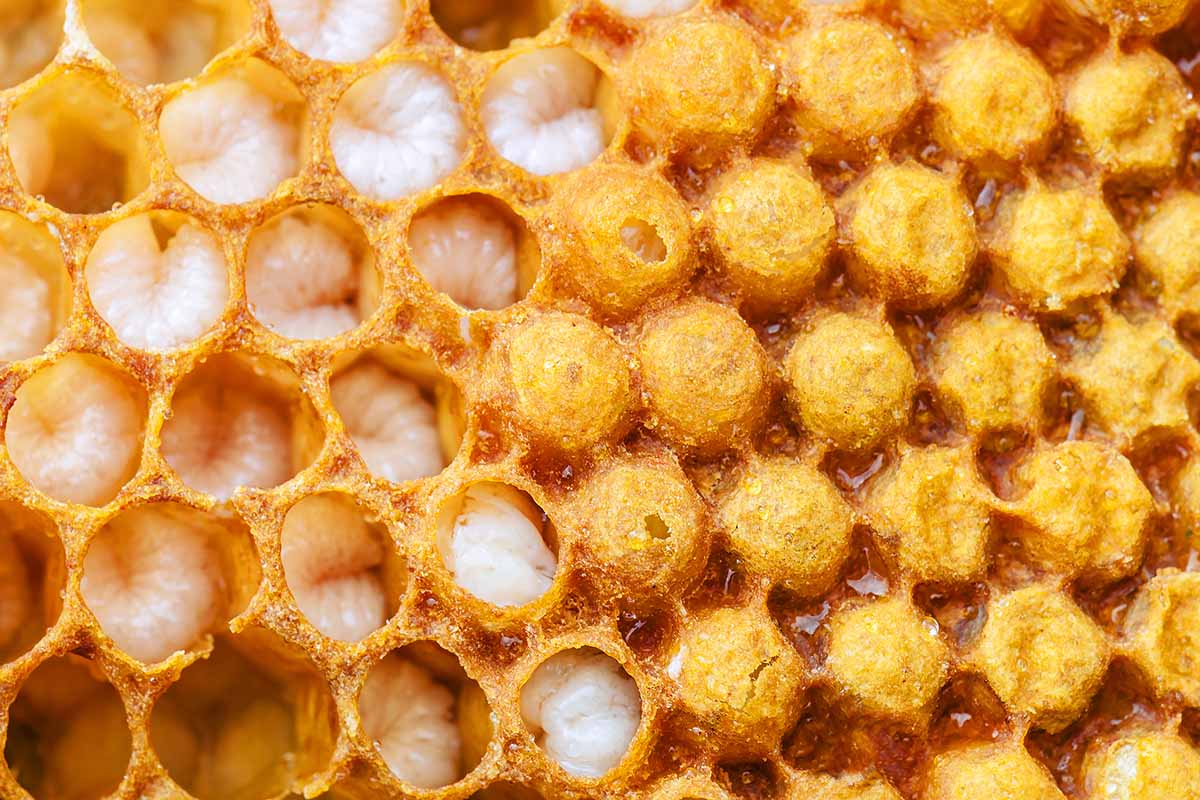 A close up horizontal image of a honeycomb with bee larvae.