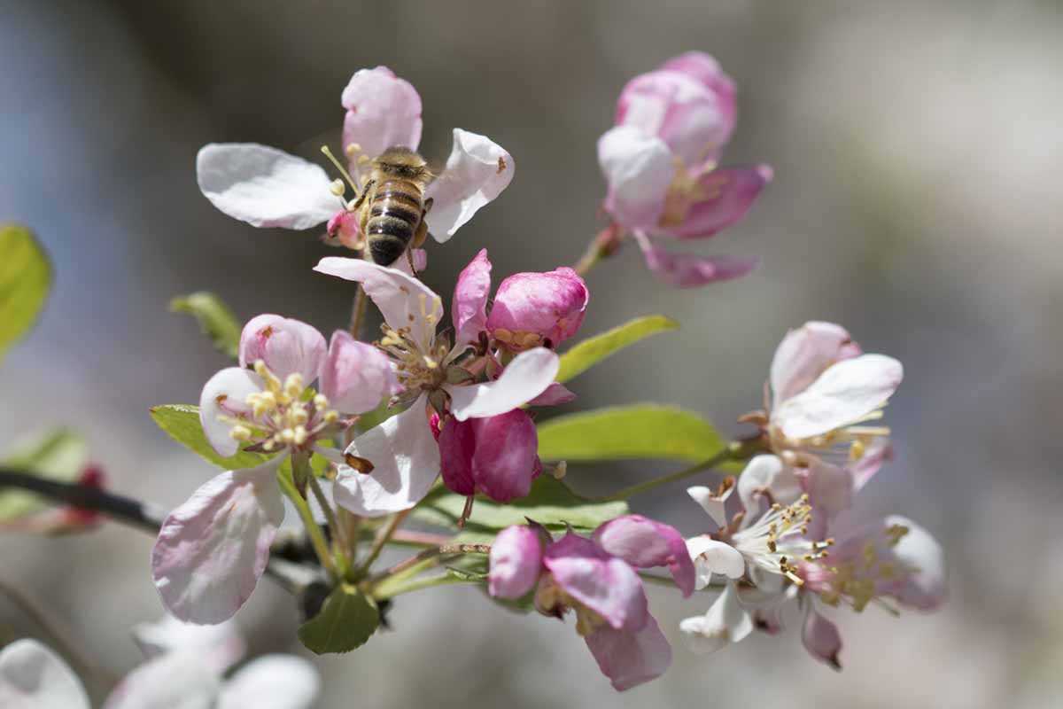 A close up of a single bee pollinating crabapple flowers pictured in light sunshine pictured on a soft focus background.