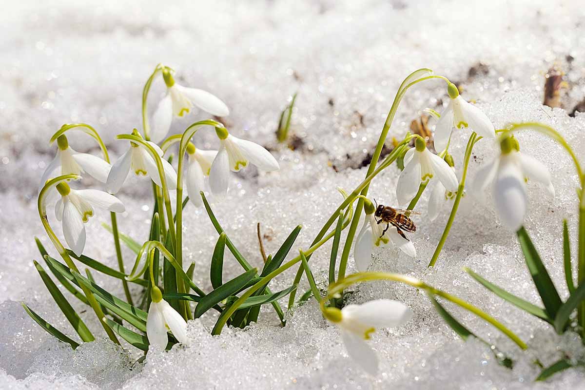 A close up horizontal image of snowdrops growing in the garden in the snow.