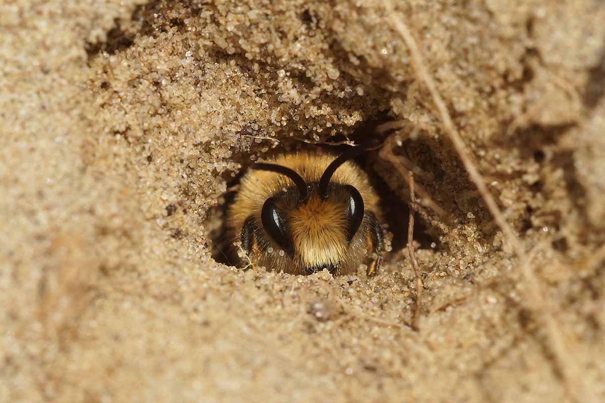 A close up horizontal image of a bee peeking out of an underground nest.