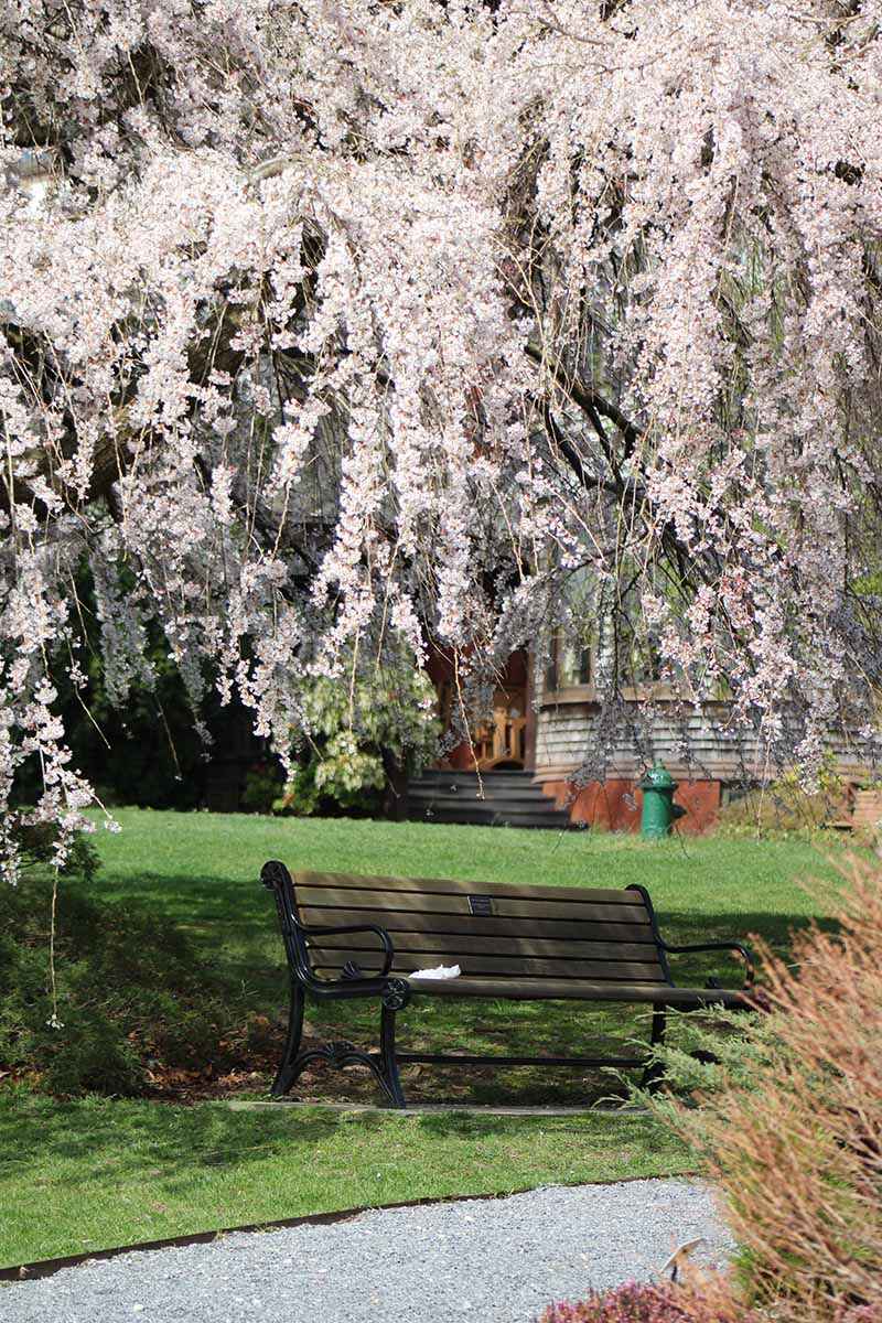 A vertical image of a park bench under the shade of a fully bloomed weeping cherry blossom tree.
