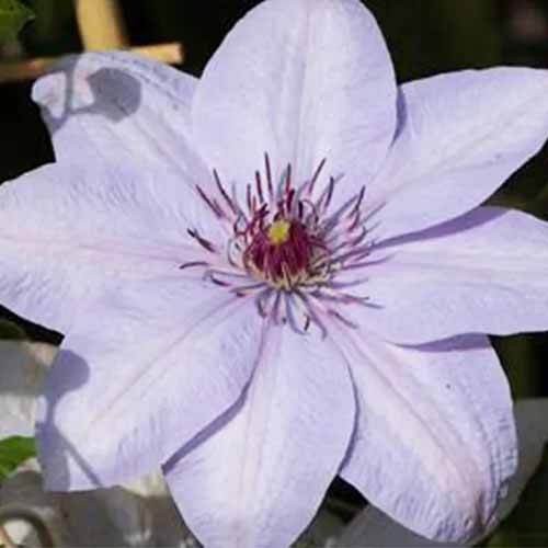 A close up square image of a Bernadine clematis flower pictured on a soft focus background.