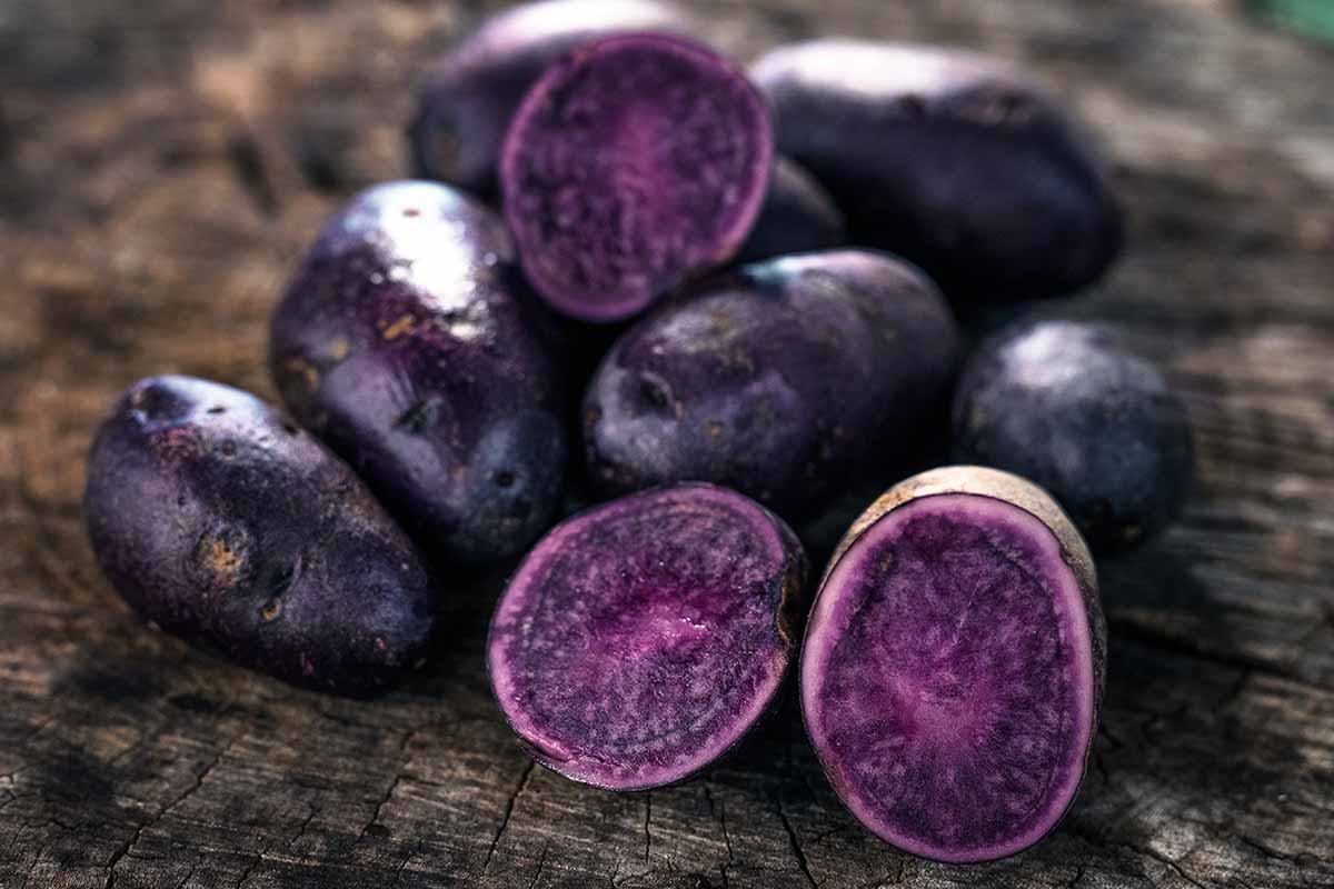 A close up horizontal image of a pile of sliced and whole purple potatoes set on a wooden surface.
