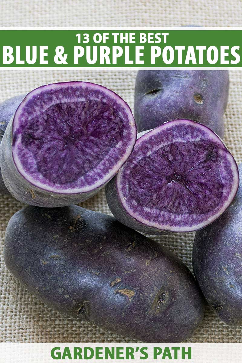 A close up vertical image of whole and sliced purple potatoes set on a table mat indoors. To the top and bottom of the frame is green and white printed text.