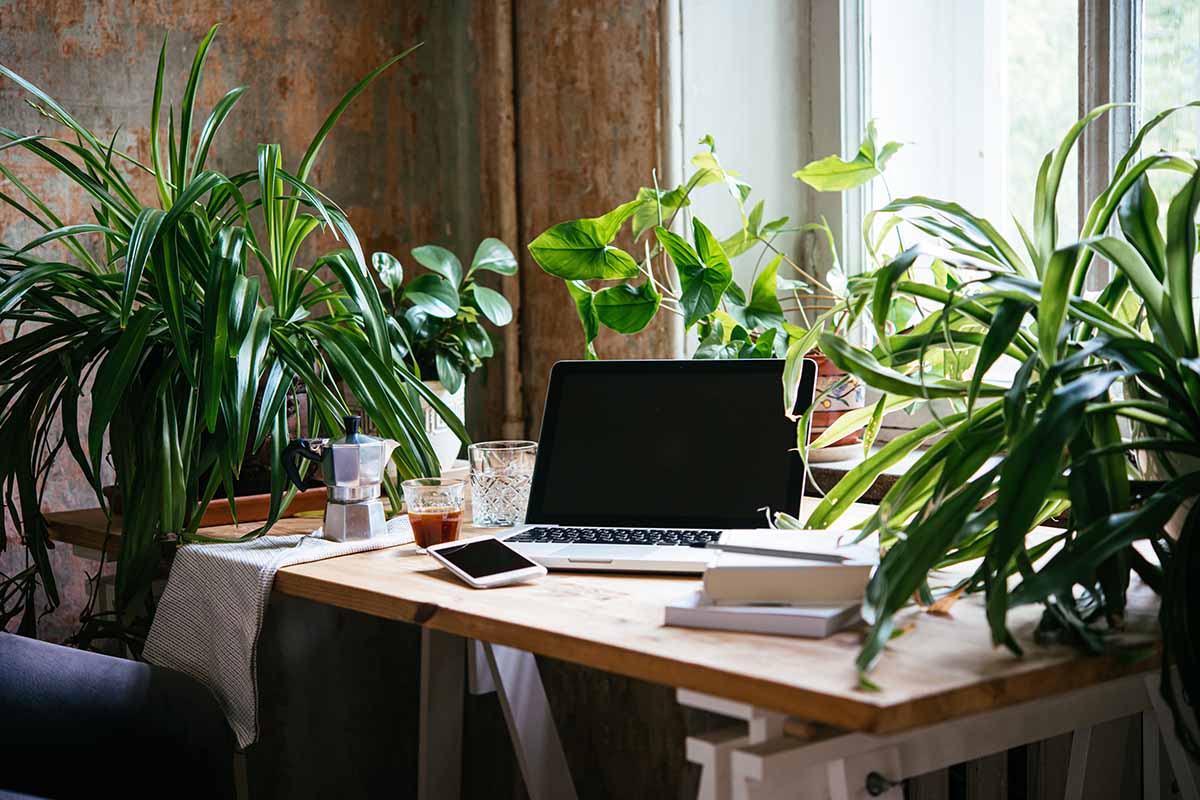 A horizontal photo of a desk with a laptop in the center, surrounded by house plants.