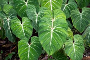 A close up horizontal image of Philodendron gloriosa growing outdoors.