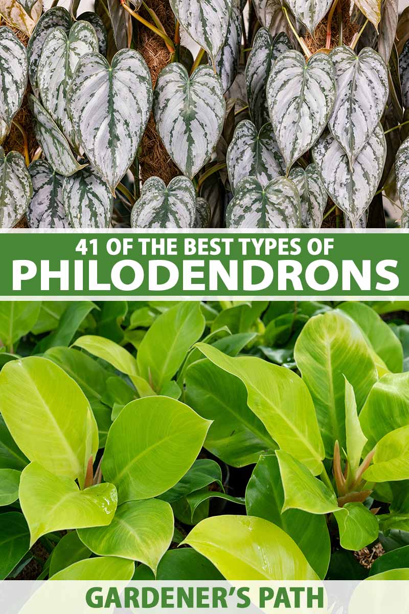 A vertical image with two types of philodendrons, the top with silver and green variegated foliage and the bottom with bright green leaves. To the center and bottom of the frame is green and white printed text.