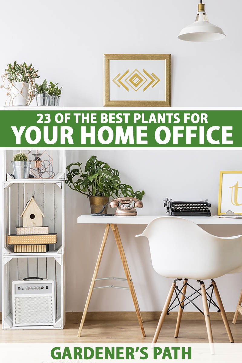A vertical photo of a brightly lit home office with a houseplants against the white office background. Green and white text span the center and bottom of the frame.